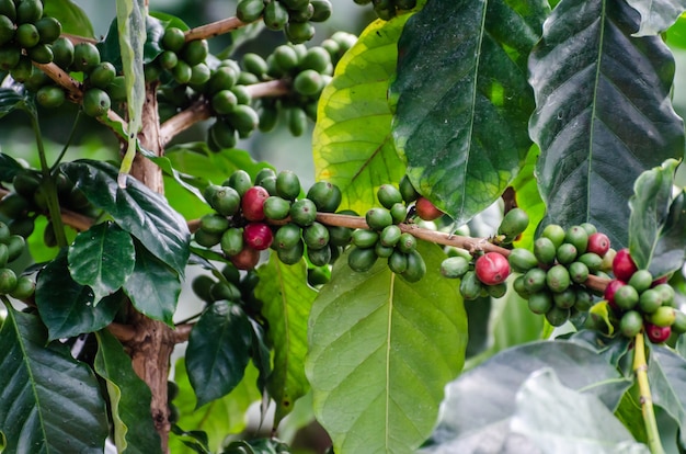 Cereja fresca de café no cafeeiro