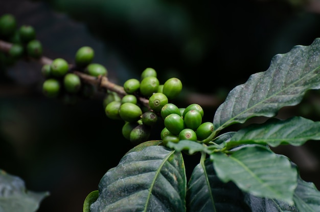 Cereja fresca de café no cafeeiro