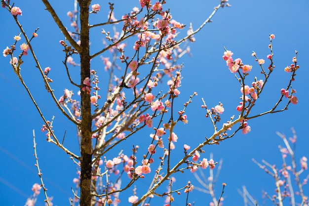 Cereja japonesa de florescência bonita - sakura. fundo com flores em um dia de primavera com fundo de céu azul