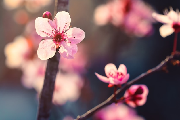 Cereja japonesa rosa ou Sakura flor flor de cerejeira na primavera