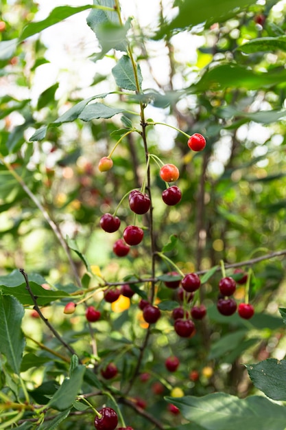 Cereja orgânica doce fresca cresce em uma árvore no jardim colheita de cereja cherry tree