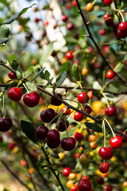 Cereja orgânica doce fresca cresce em uma árvore no jardim ramo com cereja