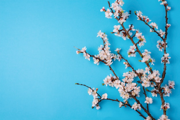 Cereja ramos com flores sobre fundo azul brilhante.