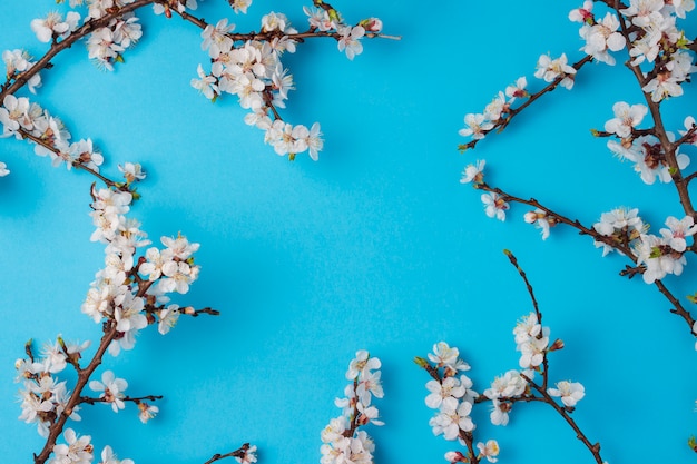 Cereja ramos com flores sobre fundo azul brilhante.