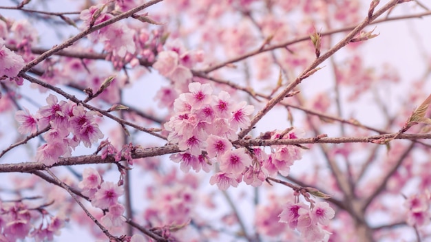 Cereja selvagem do Himalaia florescendo (Prunus cerasoides)