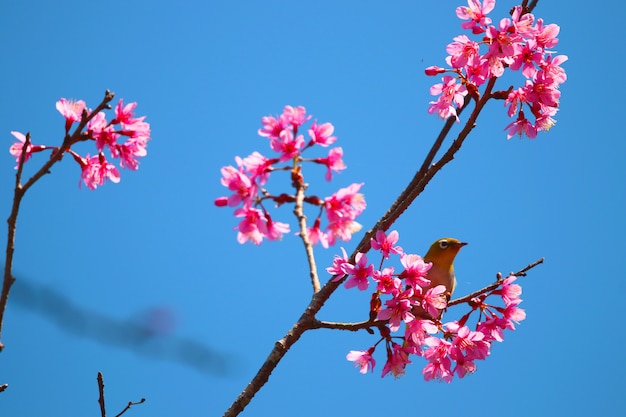 Cereja selvagem do himalaia lindas flores