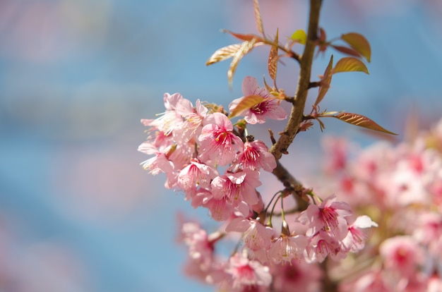 Foto cereja selvagem do himalaia, prunus cerasoides