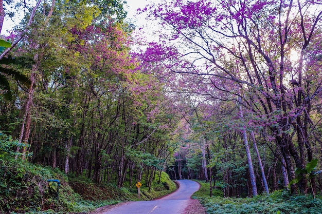 Cereja selvagem do Himalaia