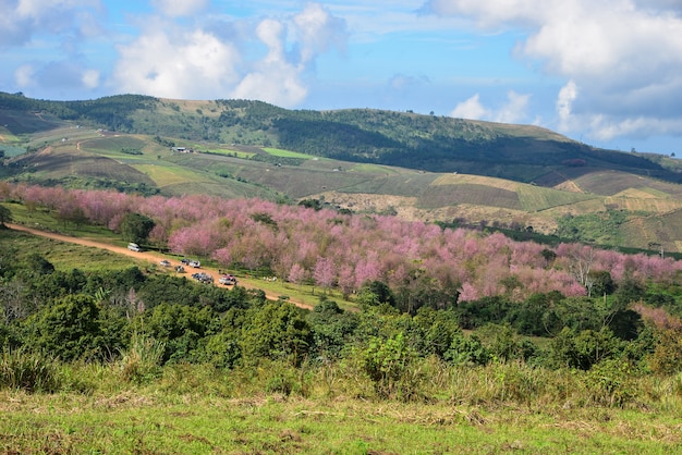 Cereja selvagem do Himalaia