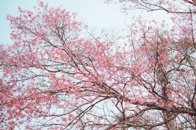 Cereja selvagem do himalaia