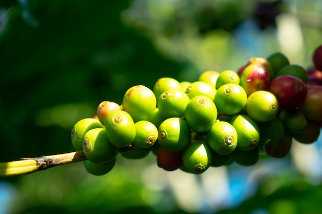 Cereja verde de café arábica na fazenda