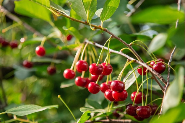 Cereja vermelha em um galho de árvore na época da colheita do jardim de bagas