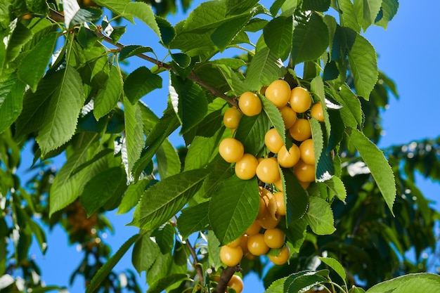 Cerejas amarelas maduras na árvore