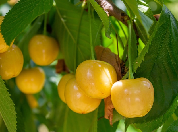 Cerejas amarelas penduradas em uma árvore. Frutas de verão.