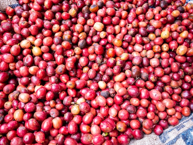 cerejas de café na fazenda de café