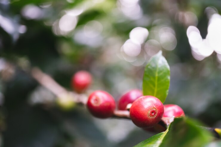 Cerejas de café orgânico fresco com cafeeiro na parte norte da Tailândia