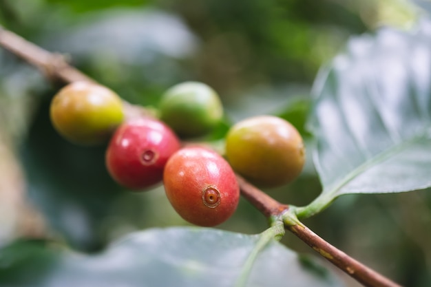 Cerejas de café orgânico fresco com cafeeiro na parte norte da Tailândia