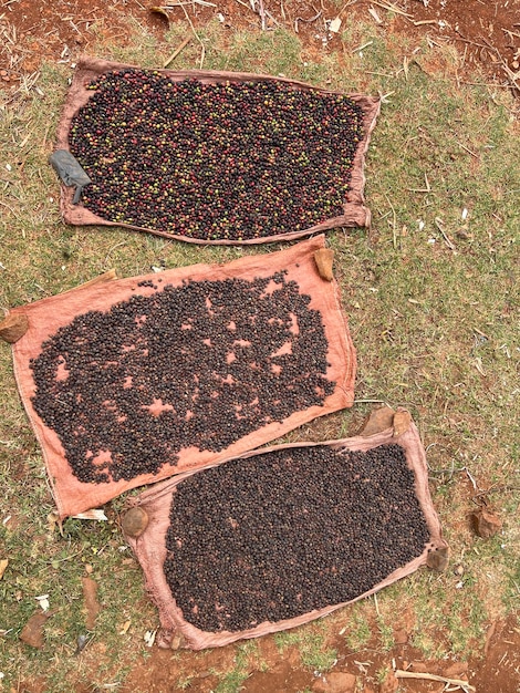 Foto cerejas de café sendo secas em um jardim em uma folha de plástico ao sol este processo é chamado de processo natural do café do jardim é uma tradição etíope bona zuria etiópia áfrica