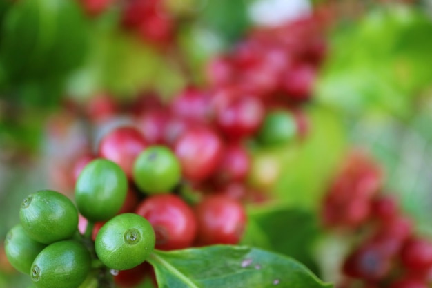 Cerejas de café verdes em close com um monte desfocado de amadurecimento ao fundo