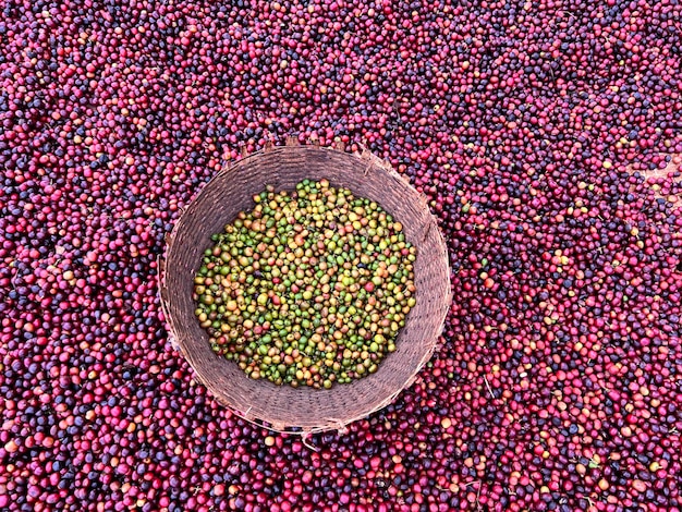 Cerejas de café vermelho e verde da Etiópia secando ao sol Este processo é o processo natural As cerejas são selecionadas manualmente e as verdes são colocadas em uma cesta de vime Bona Zuria Etiópia