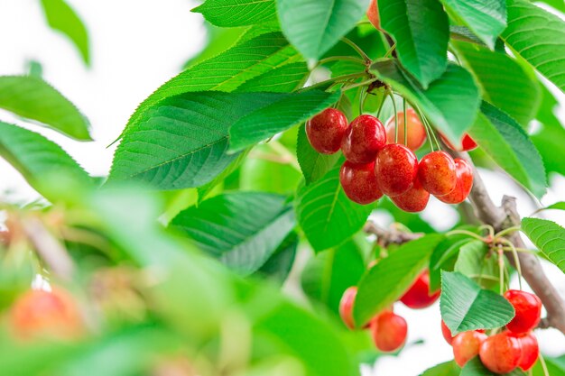 Cerejas doces em um galho pouco antes da colheita no início do verão