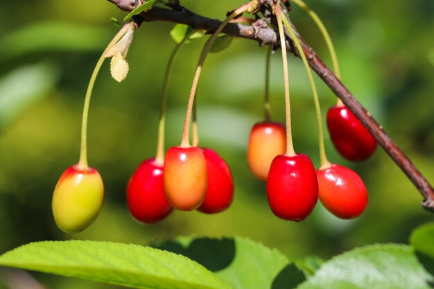 Cerejas em um galho de árvore no jardim