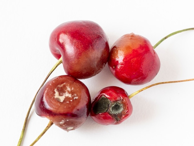 Cerejas estragadas em um fundo branco. Podridão, mofo, alimentos estragados