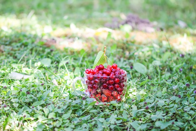 Cerejas maduras em copo de vidro transparente sobre fundo de grama verde Frutas frescas de cerejas vermelhas molhadas no jardim de verão no campo