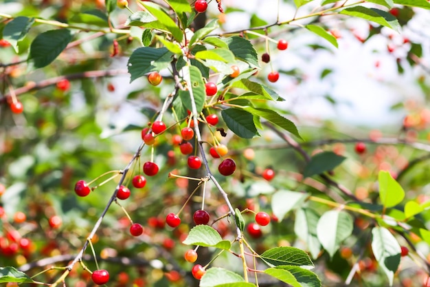 Cerejas maduras em galhos de árvores Frutos frescos de cereja vermelha no jardim de verão na zona rural