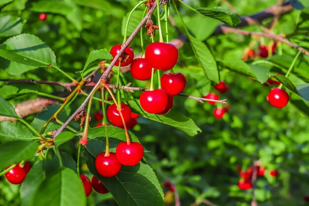 Cerejas maduras em galhos na natureza