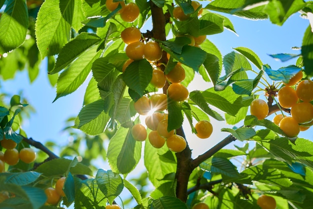 Cerejas maduras em um galho de árvore com frutas closeup tiro