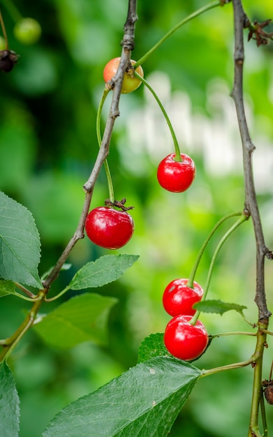 Cerejas maduras em uma árvore