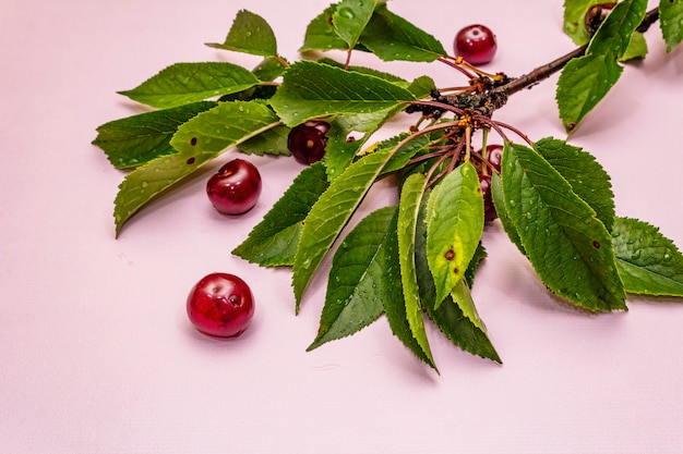 Cerejas maduras no galho