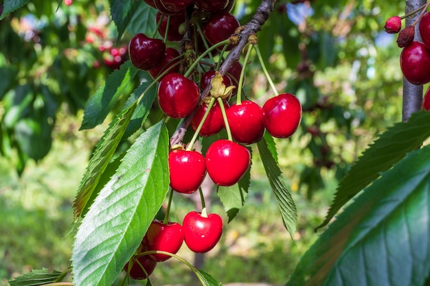 Cerejas maduras penduradas em um galho de cerejeira. gotas de água em frutas, pomar de cereja após a chuva