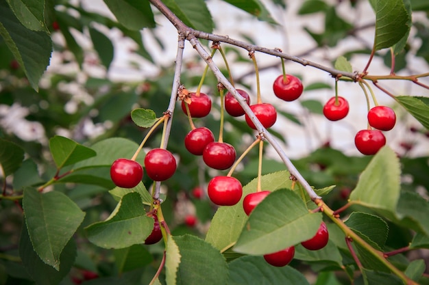 Cerejas maduras vermelhas em uma árvore contra folhas verdes com fundo desfocado em um dia de verão