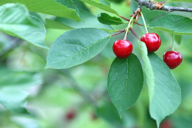 Cerejas maduras