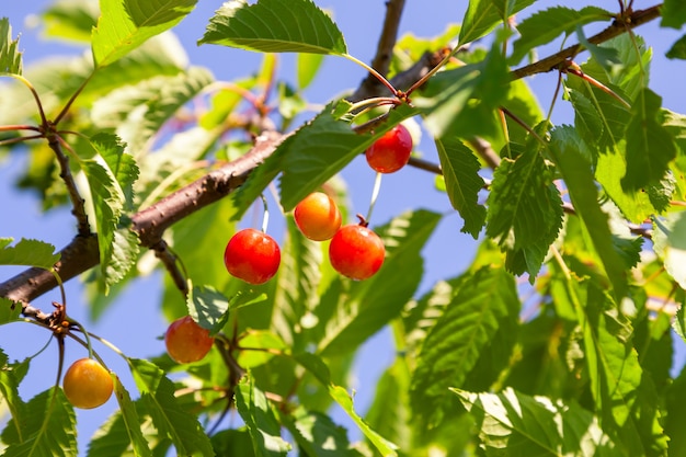 Cerejas penduradas em um galho de cerejeira.