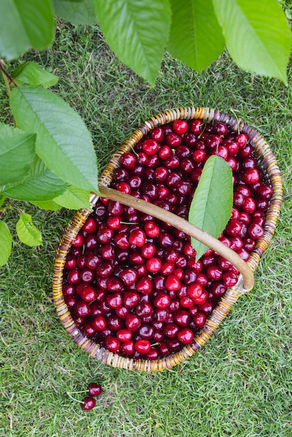 Cerejas saborosas em uma cesta de madeira de cerejas frescas maduras em um jardim