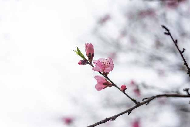 Cerejas selvagens ou flores de cerejeira na primavera ramos em uma árvore