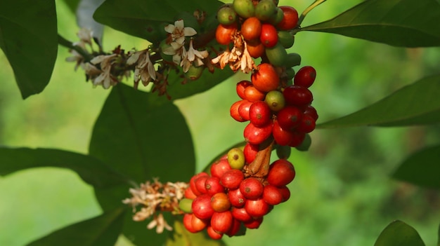 cerejas vermelhas do grão de café nos galhos e maduras para que estejam prontas para serem colhidas. fruta do café.