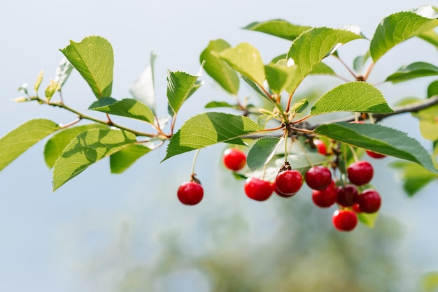 Cerejas vermelhas e doces em um galho pouco antes da colheita no início do verão