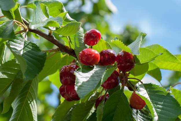 Cerejas vermelhas e doces