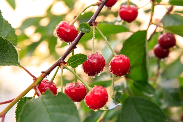 Cerejas vermelhas maduras em uma árvore na frente de folhas verdes com um fundo desfocado em um dia de verão.