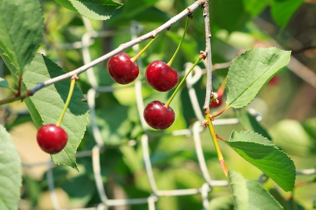 Cerejas vermelhas maduras em uma árvore na frente de folhas verdes com um fundo desfocado em um dia de verão.