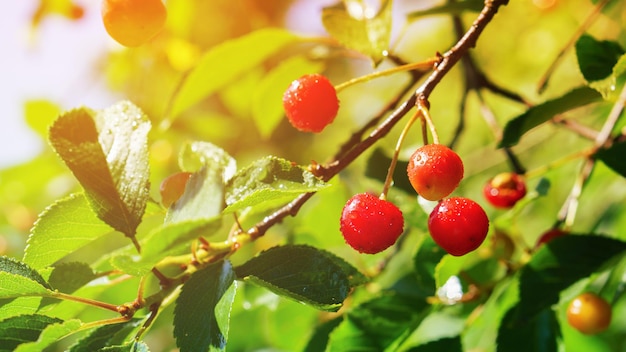 Cerejas vermelhas maduras frescas em um galho. Árvore no jardim ensolarado de verão. O foco seletivo, copie o espaço, feche o fundo tonificado.