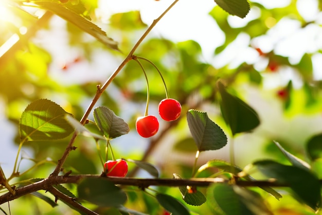 Cerejas vermelhas no jardim de verão