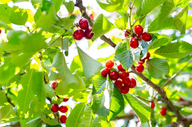 Cerejeira com cerejas vermelhas maduras colheita de bagas no jardim