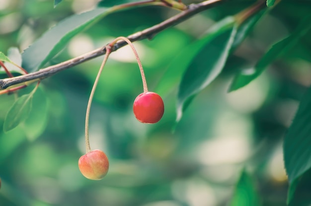 Cerejeira com frutas