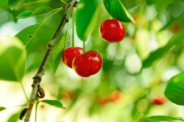 Cerejeira com frutas