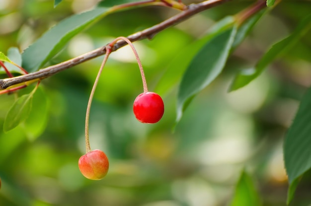 Cerejeira com frutas